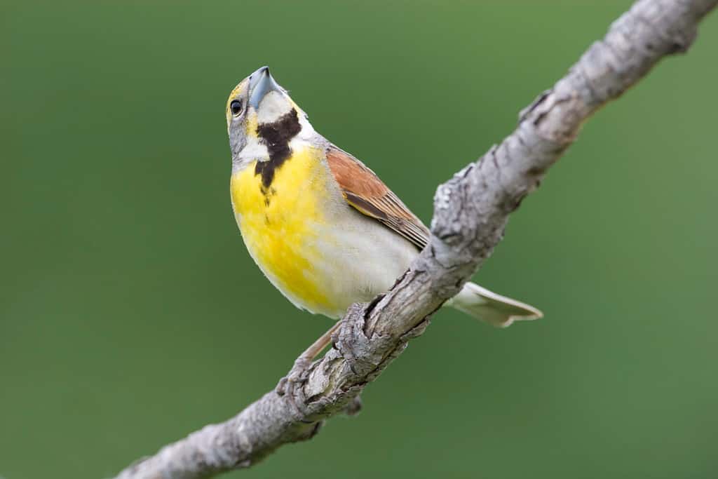 A Dickcissel, Spiza americana, male on perch