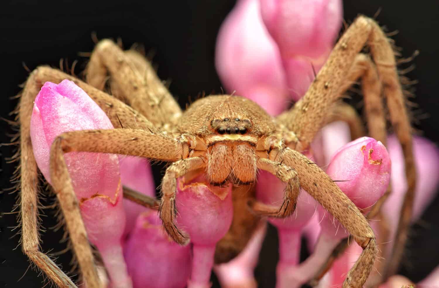Portrait of Heteropoda venatoria huntsman spider