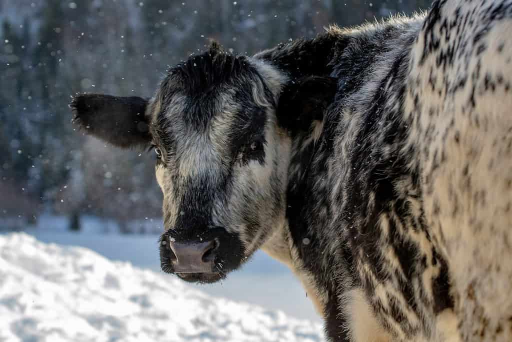 Speckle Park Bovine Cow Outside in Winter