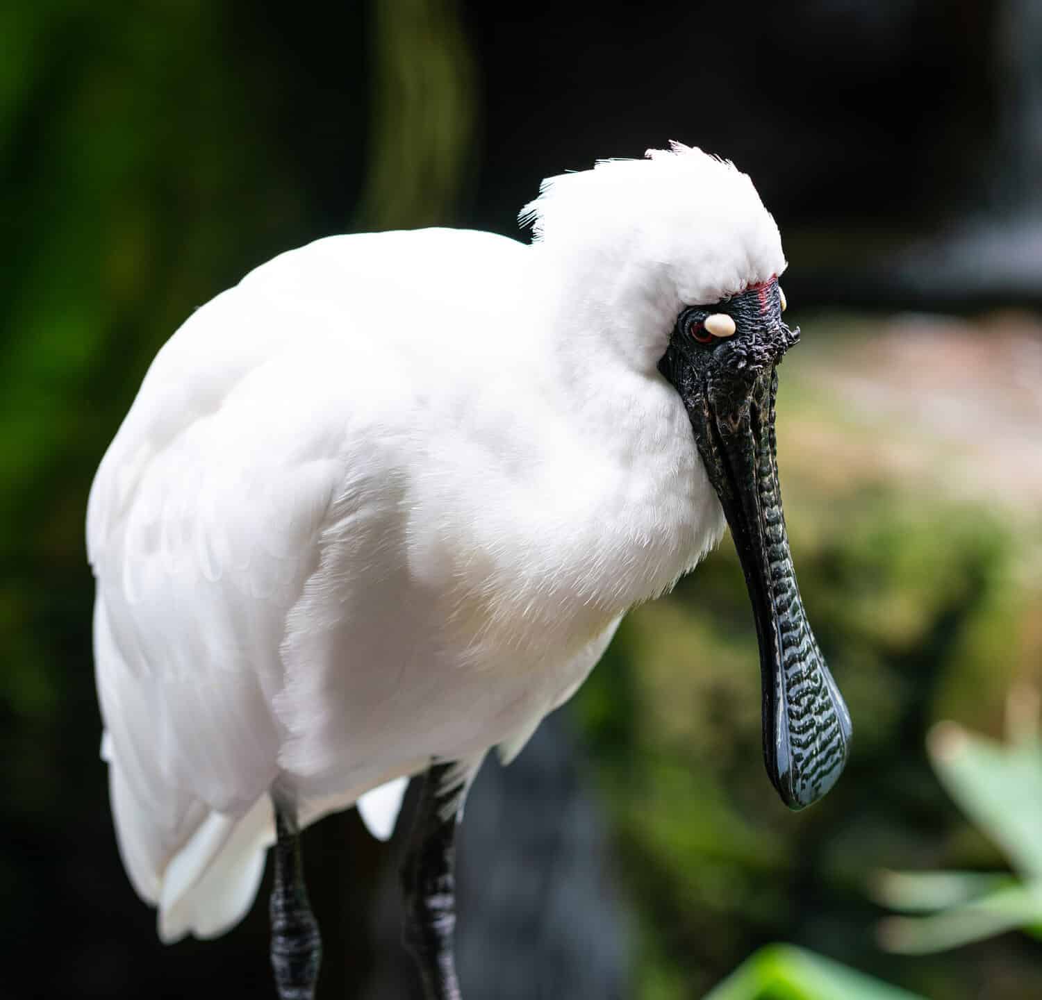 Close-up view of a Royal spoonbill or black-billed spoonbill Platalea regia in NSW Australia