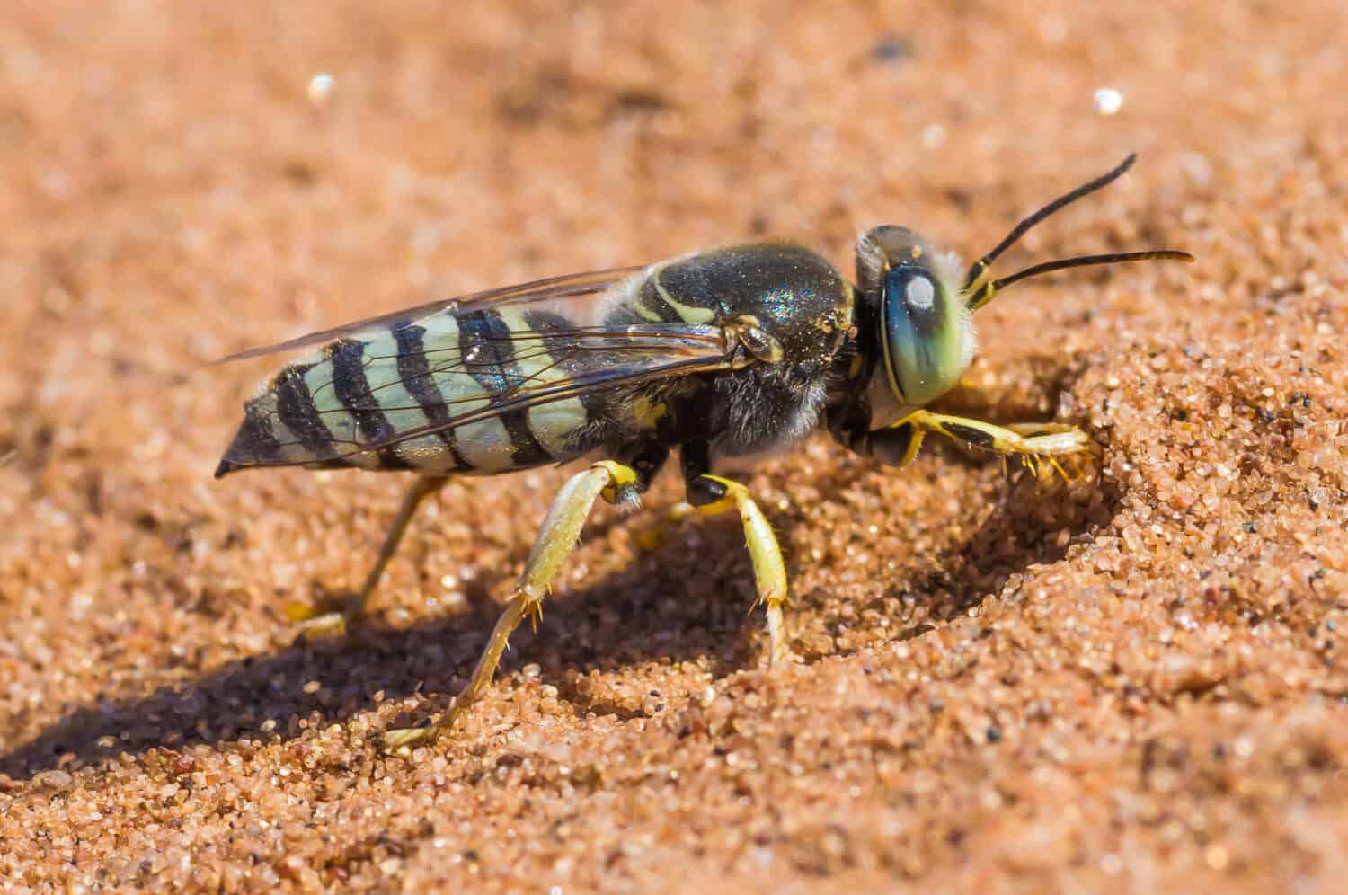 American sand wasp digging sand in the Crex Meadows Wildlife Area in Wisconsin