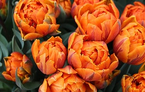 11 Types Of Double Tulips for a Luxurious Garden Picture