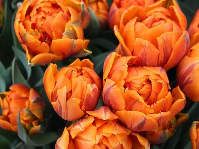 A 11 Types Of Double Tulips for a Luxurious Garden
