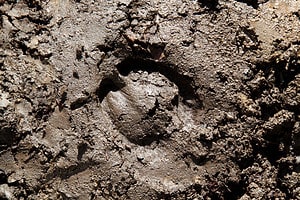 Elk Tracks: Identification Guide for Snow, Mud, and More Picture