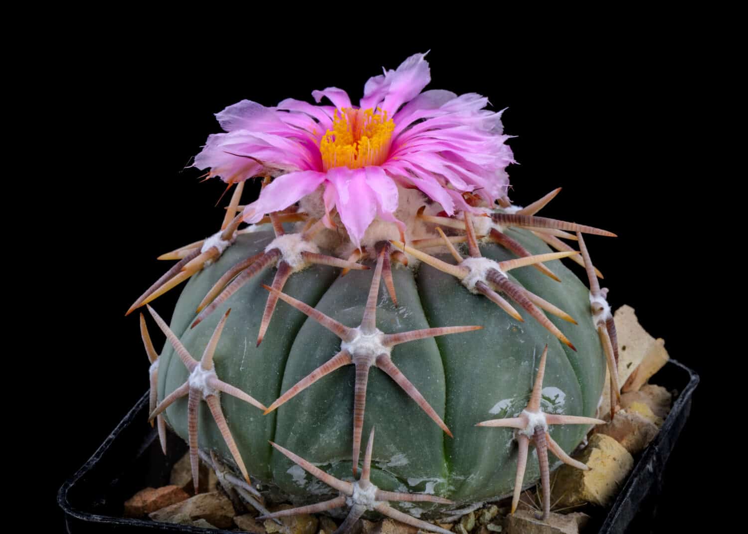 Cactus Echinocactus horizonthalonius with flower isolated on Black