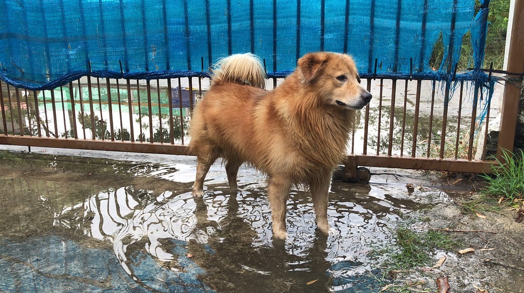 Brown Golden retriever dog stay in the dirty flood after the lot rain, be careful of leptospirosis, it can be infected by contact with water or mud with germs by germs.