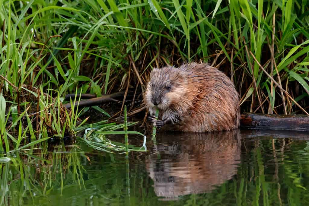 Muskrat eating grass on river. Cute common brown water rodent animal in wildlife.