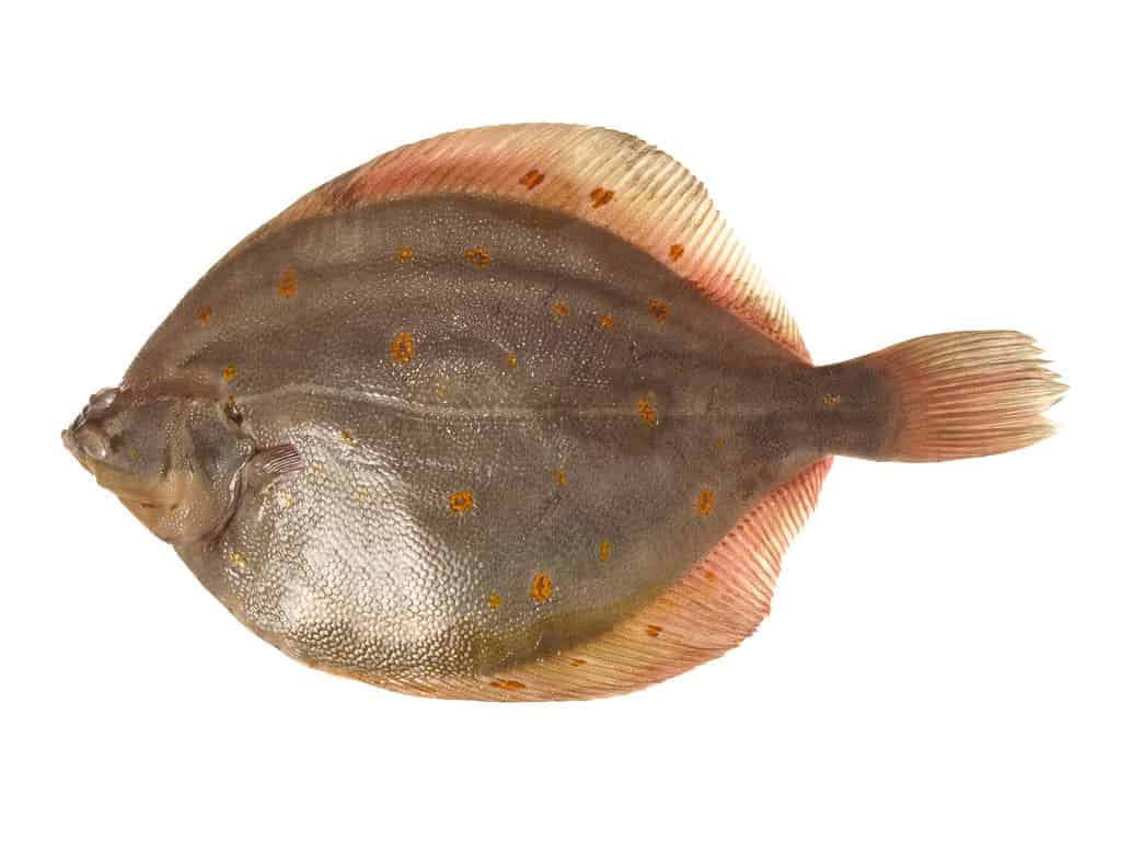 Plaice Fish on White