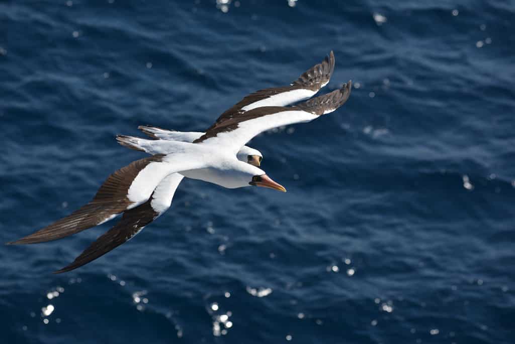 2 masked booby flying together