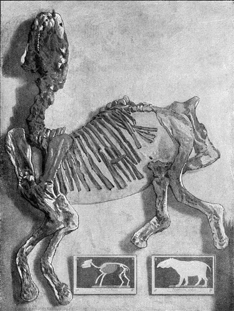 Palaeotherium magnum Cuvier, vintage photo. From the Universe and Humanity, 1910.