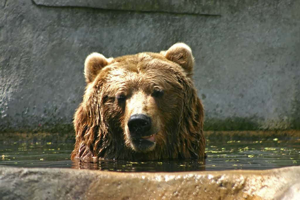 Brown Bear at the Zoo
