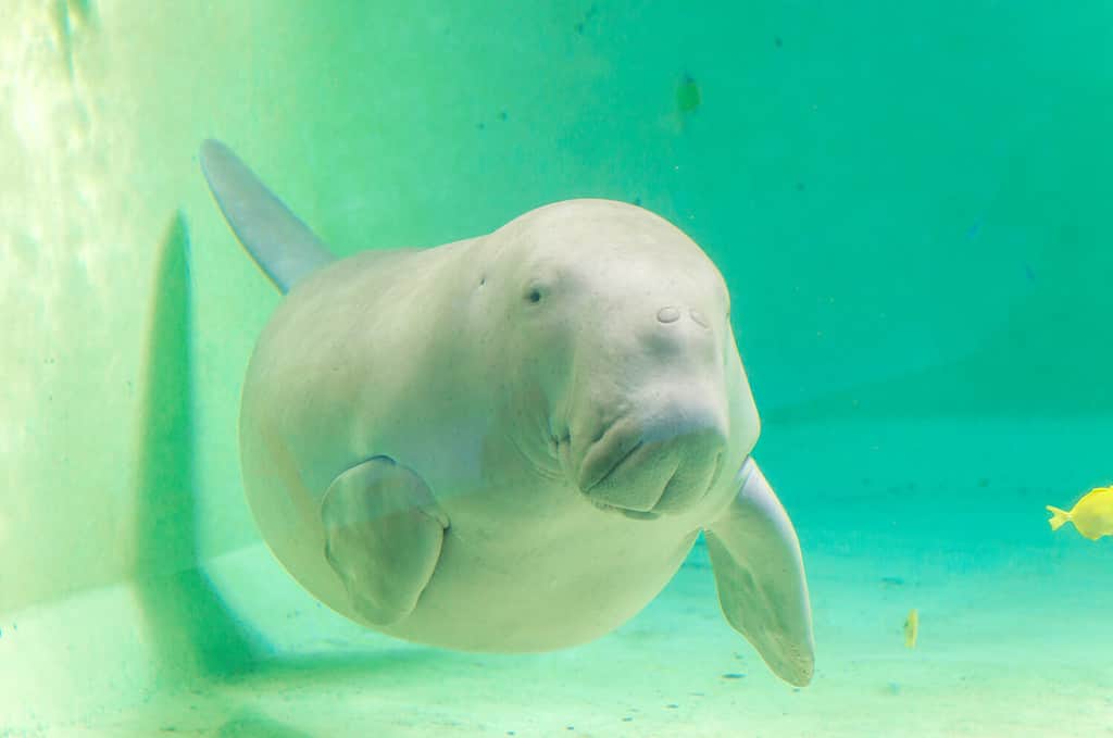 Dugong that swim in the sea..