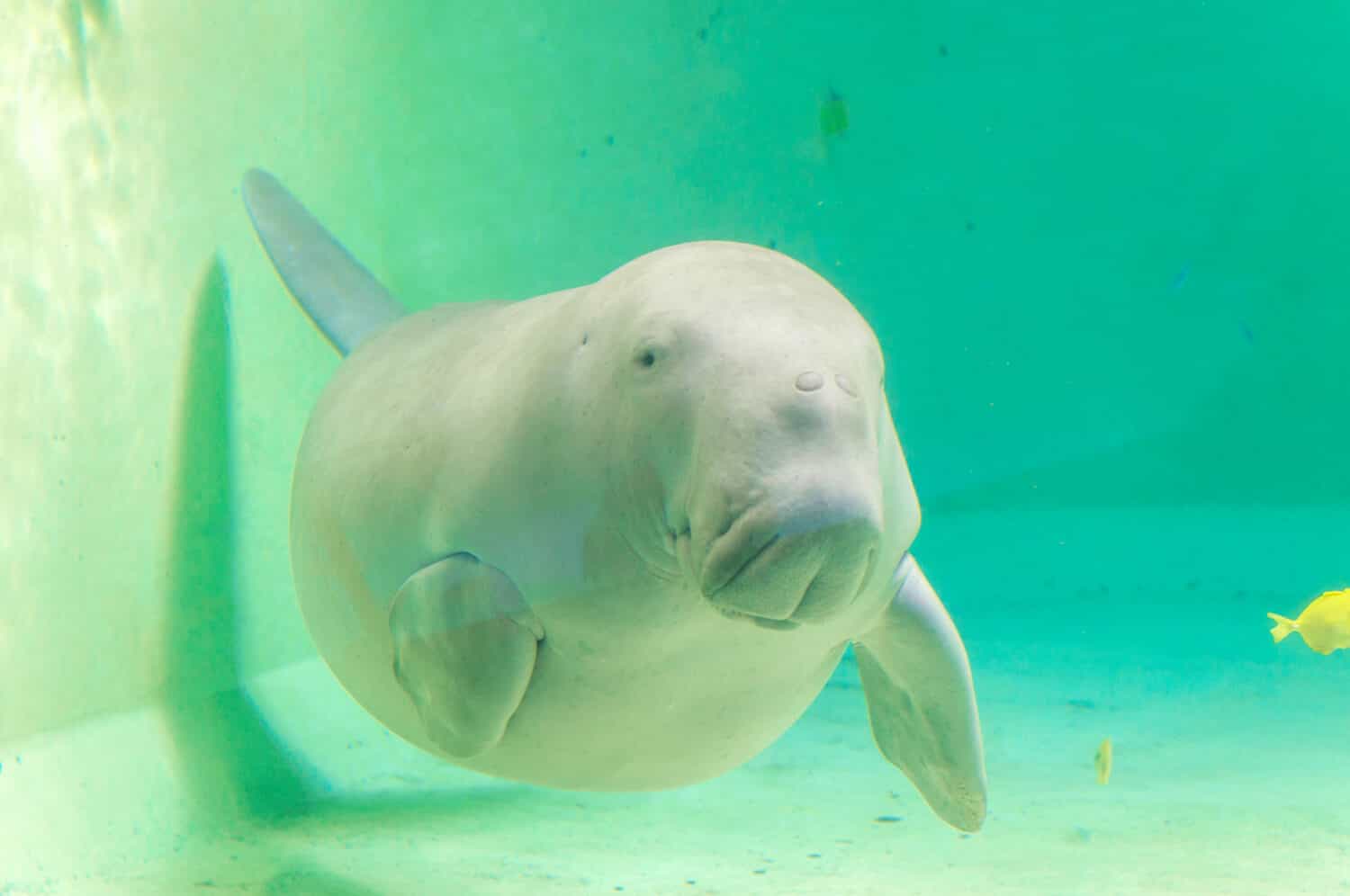 Dugong that swim in the sea..