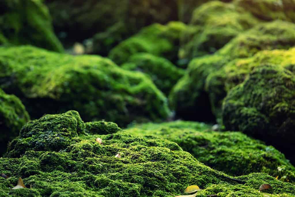 Beautiful Bright Green moss grown up cover the rough stones and on the floor in the forest. Show with macro view. Rocks full of the moss texture in nature for wallpaper.