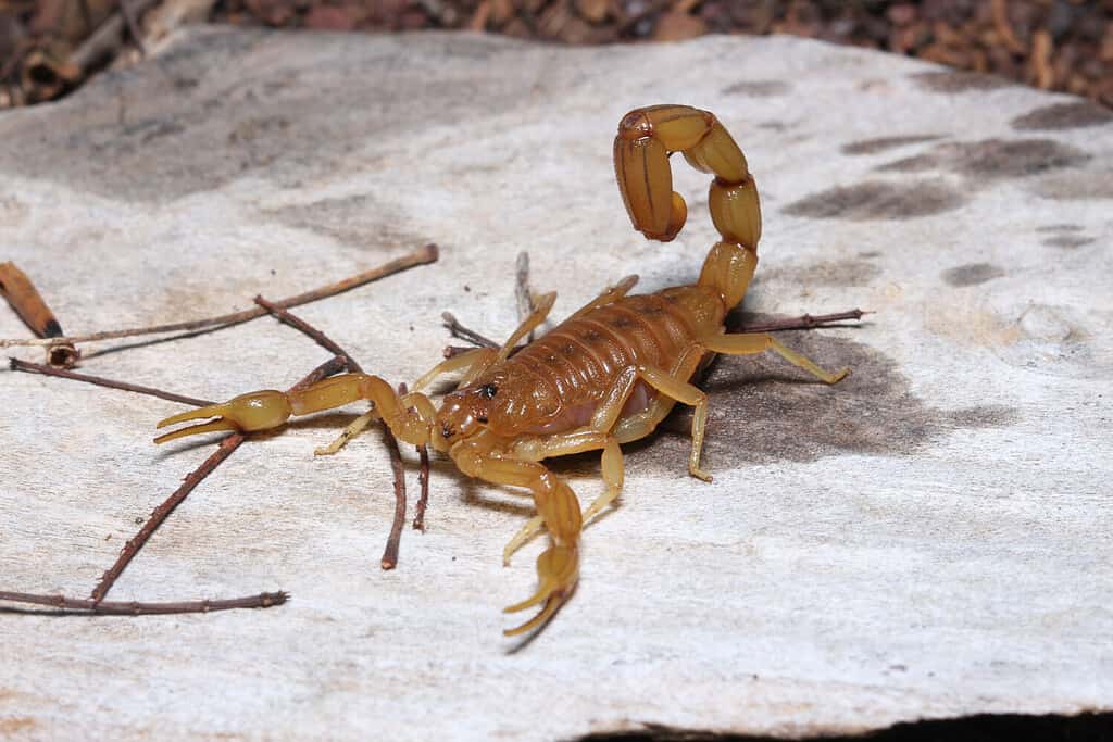 Brazilian yellow scorpion