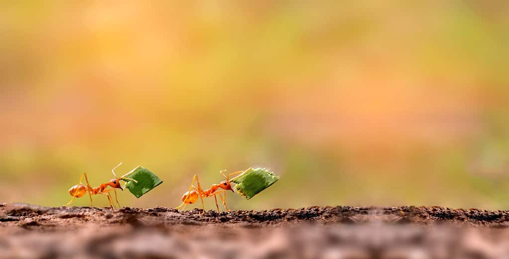 Two Ants are carrying on leaves .Amazing Strong Ants.