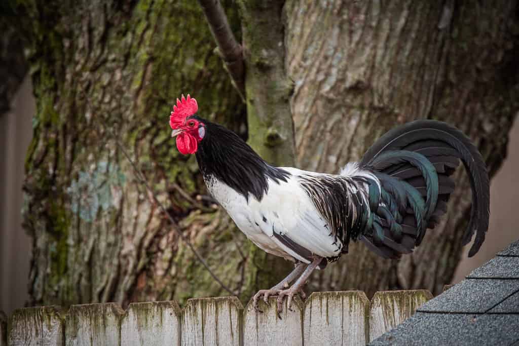 A Lakenvelder rooster perched on a fence above the chicken coop with a tree in the background.