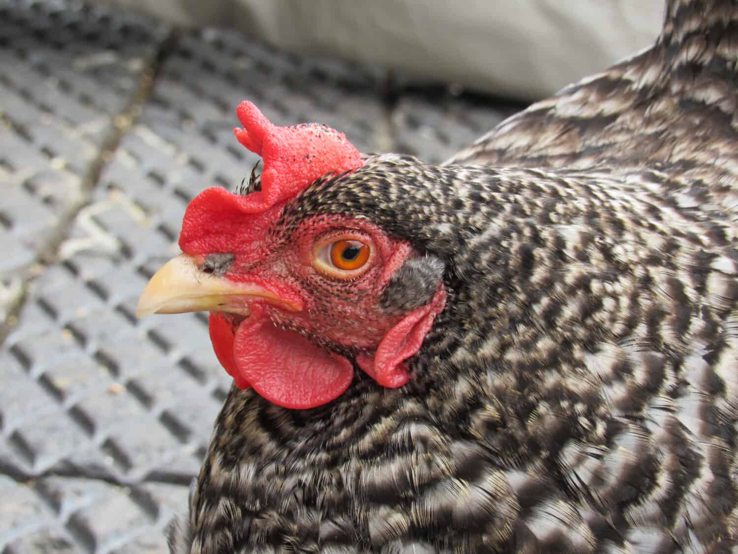 Close-up head shot of a Califonia grey chicken looking at the camera in a farmyard in Belfast, Ireland