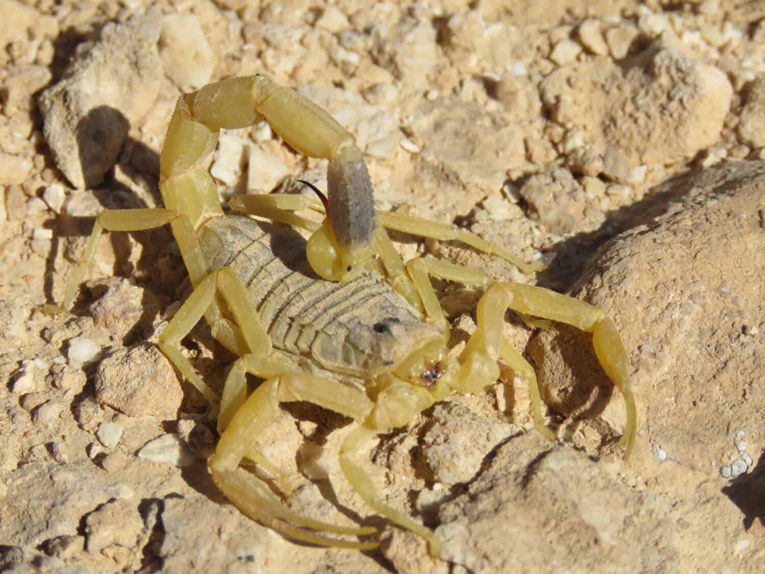Deathstalker Scorpion in the Negev Desert, Israel
