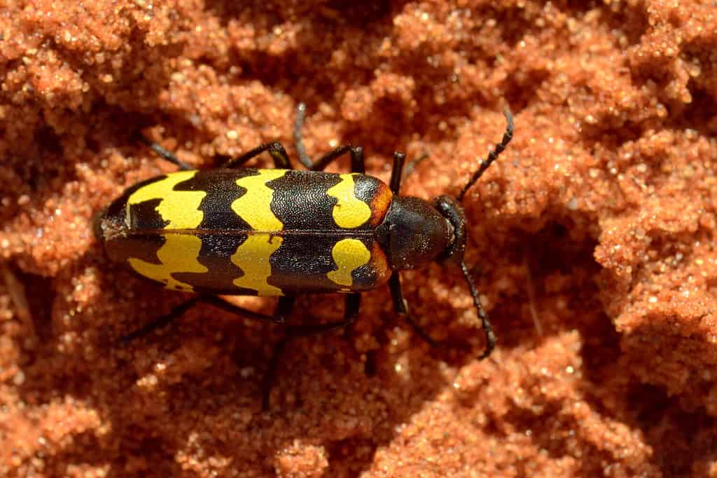 Blister beetle