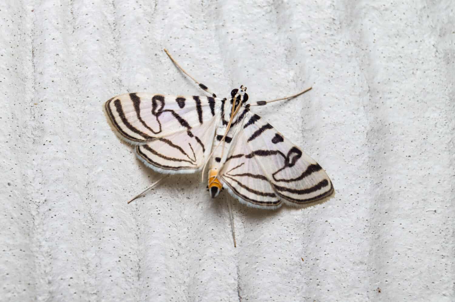 Close up photo of a Zebra Conchylodes Moth