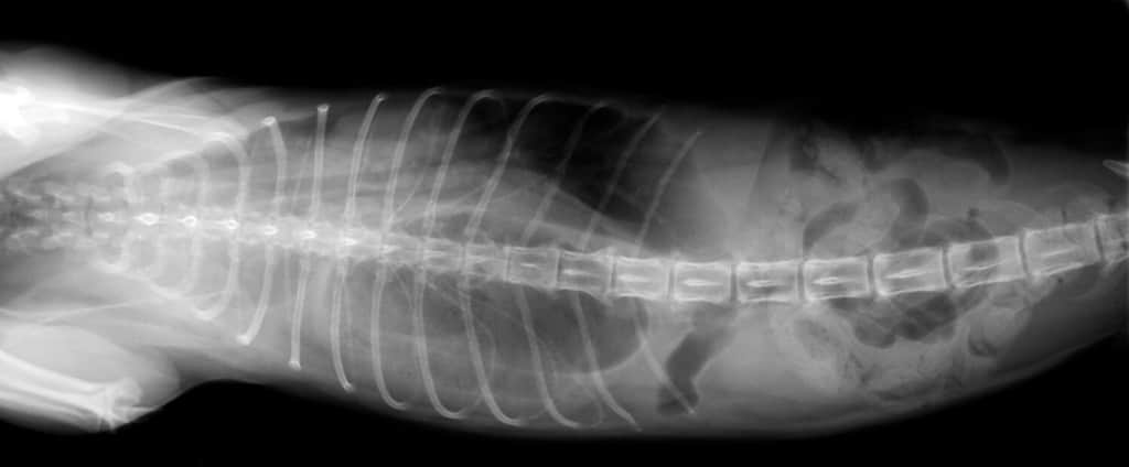 X-ray of dog abdomen and chest diaphragmatic hernia