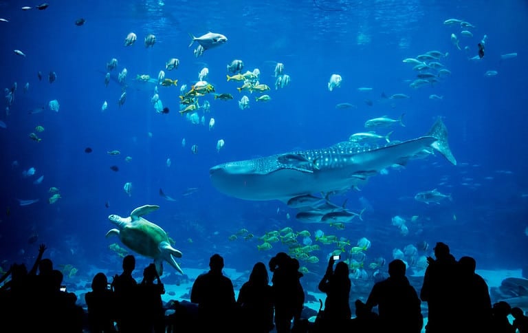 silhouette people in great aquarium