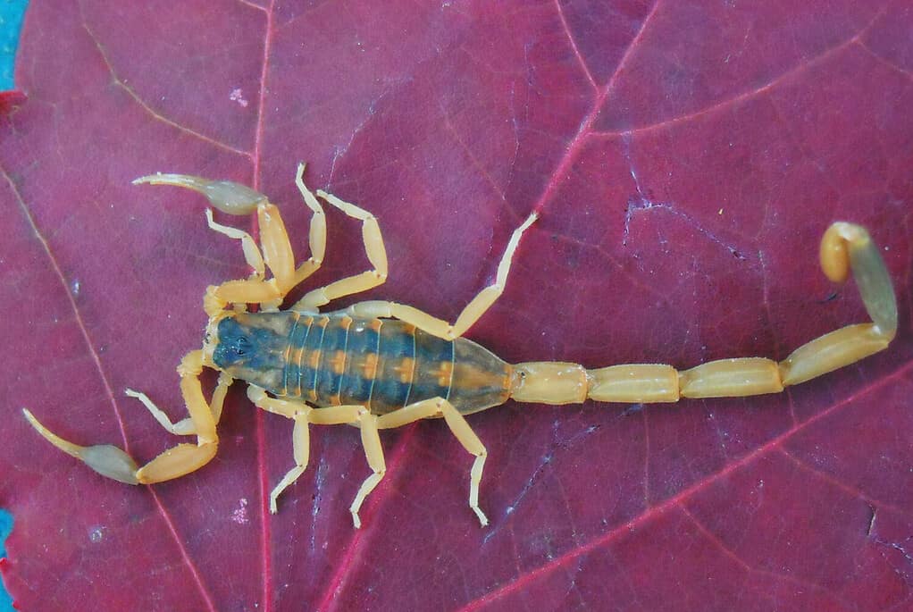 Scorpion on Bright Purple Leaf Striped Bark Scorpion Centruroides vittatus