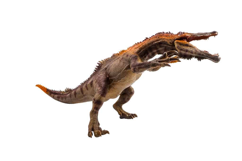 Baryonyx ,dinosaur on white background .