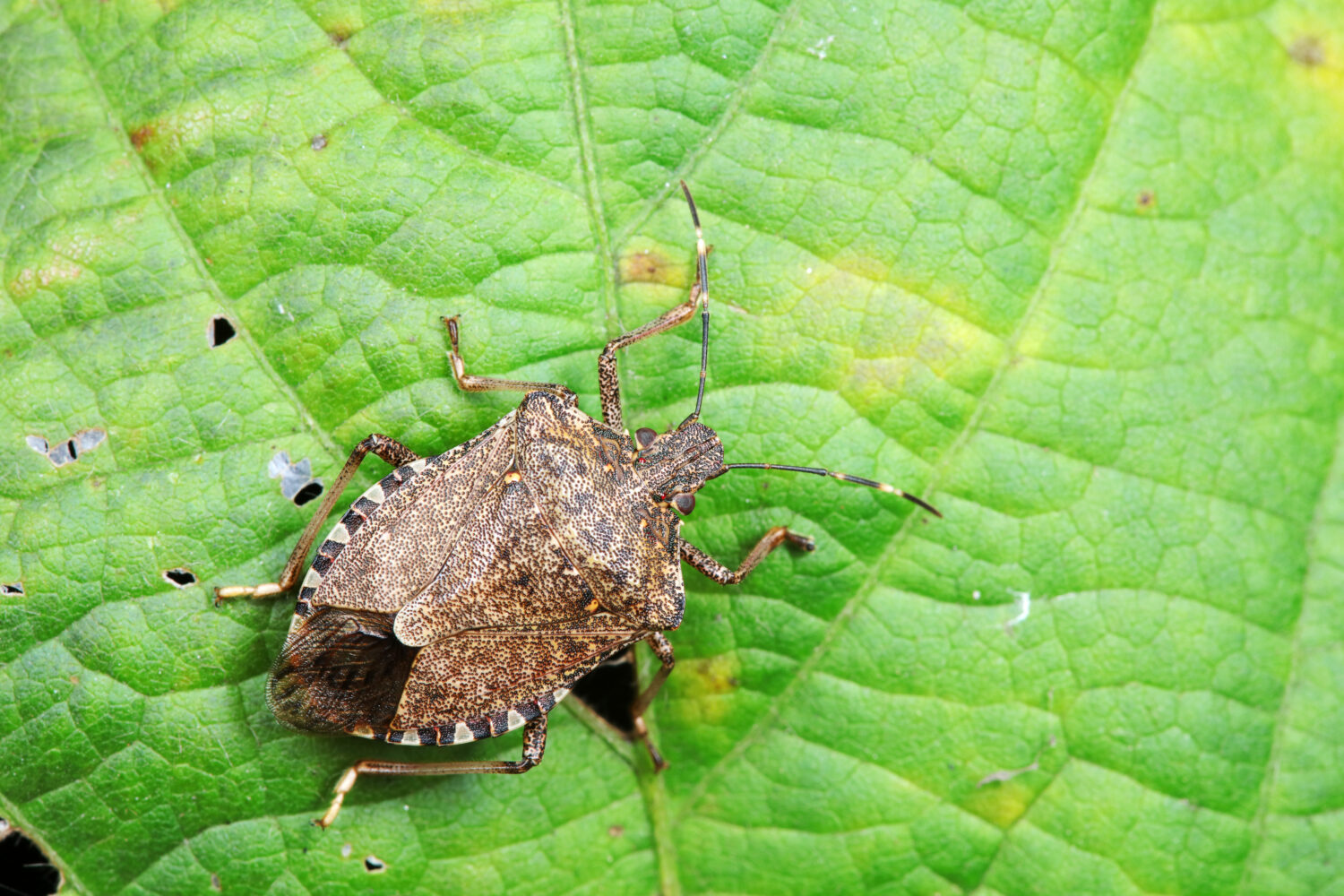 Halyomorpha halys on green leaves