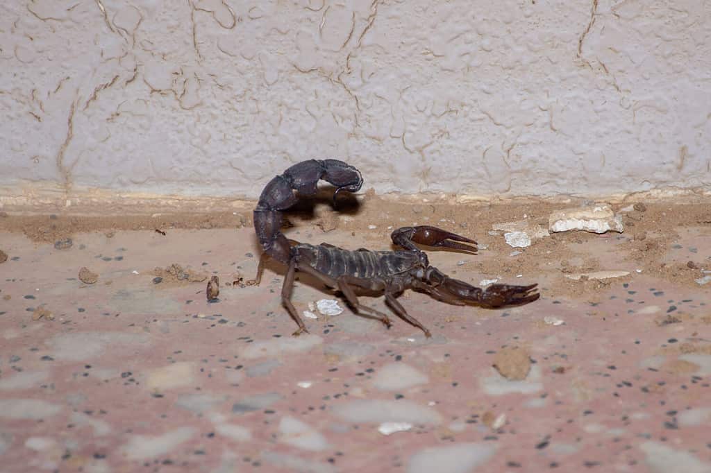 A black fat tailed scorpion (Androctonus bicolor) at night in the desert in United Arab Emirates.