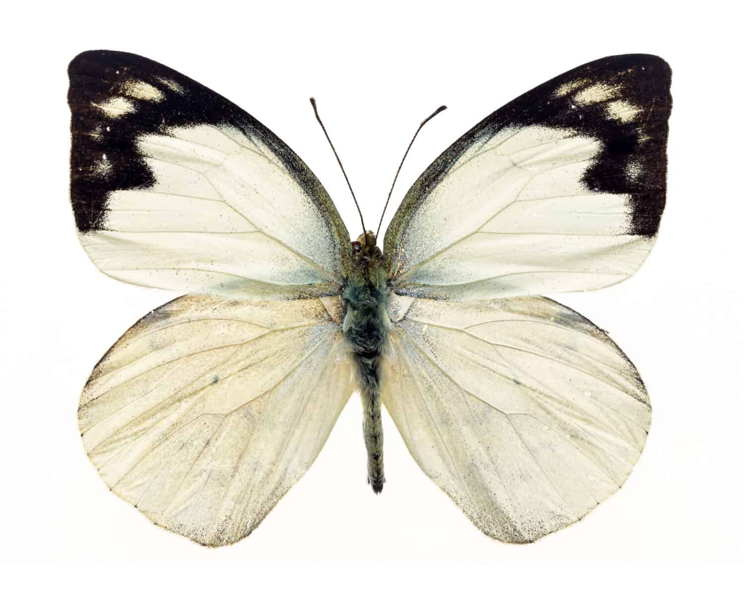 White wings butterfly with black marginal markings on white background isolated