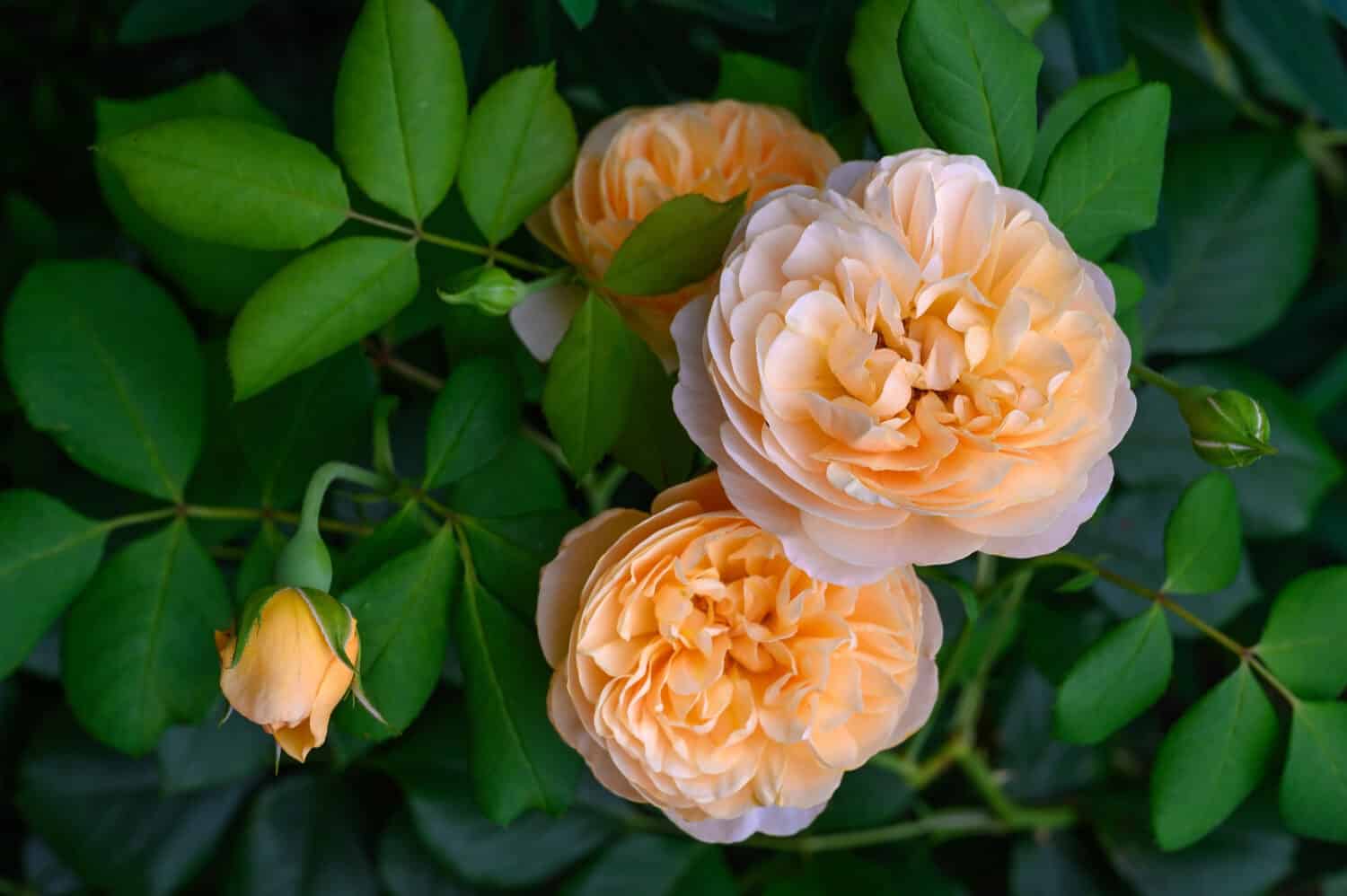 Apricot colored English Rose 'Roald Dahl' in flower