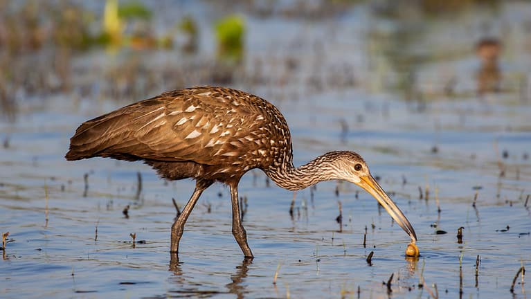 Limpkin catching a mollusc (Aramus guarauna), Florida, United states