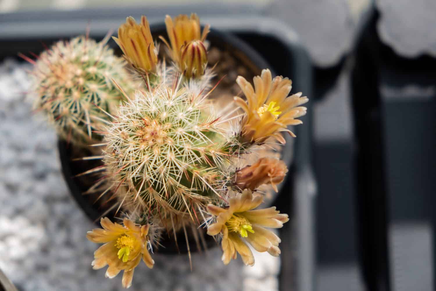 Close up of cactus (Echinocereus Chloranthus) with yellow flowers in a flowerpot