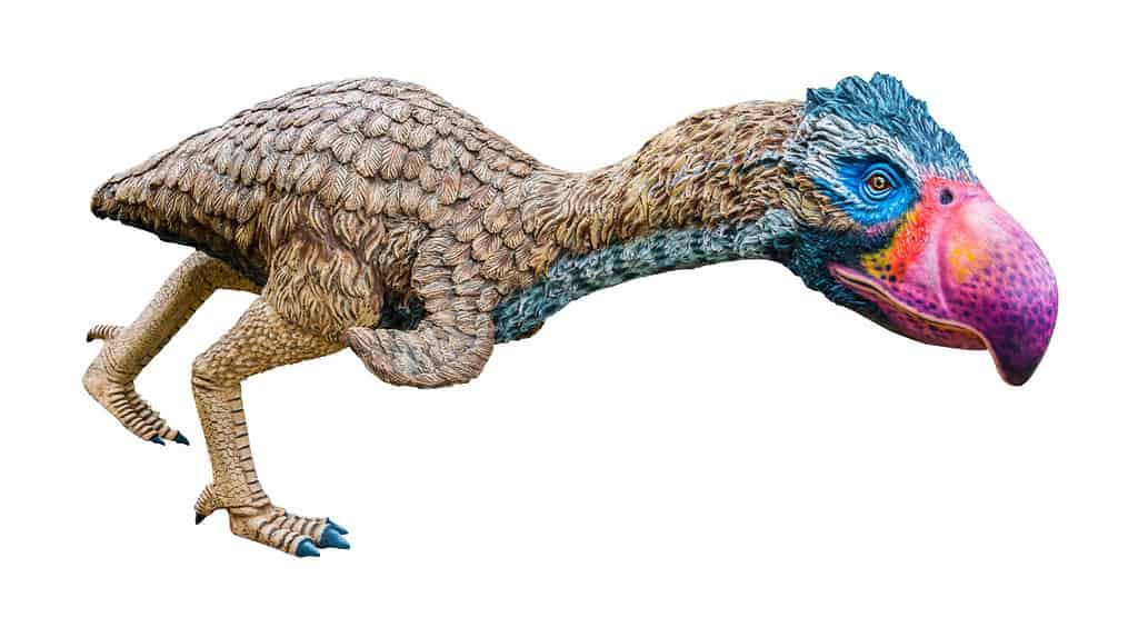 Titanis is a large extinct flightless carnivorous bird of the family Phorusrhacidae and lived on the earliest Pleistocene, isolated on white background with clipping path