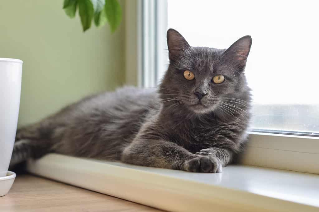 Gray cat Nebelung cat is lying on the windowsill at home. Nebelung-a rare breed, similar to the Russian blue, except for medium length, with silky hair.