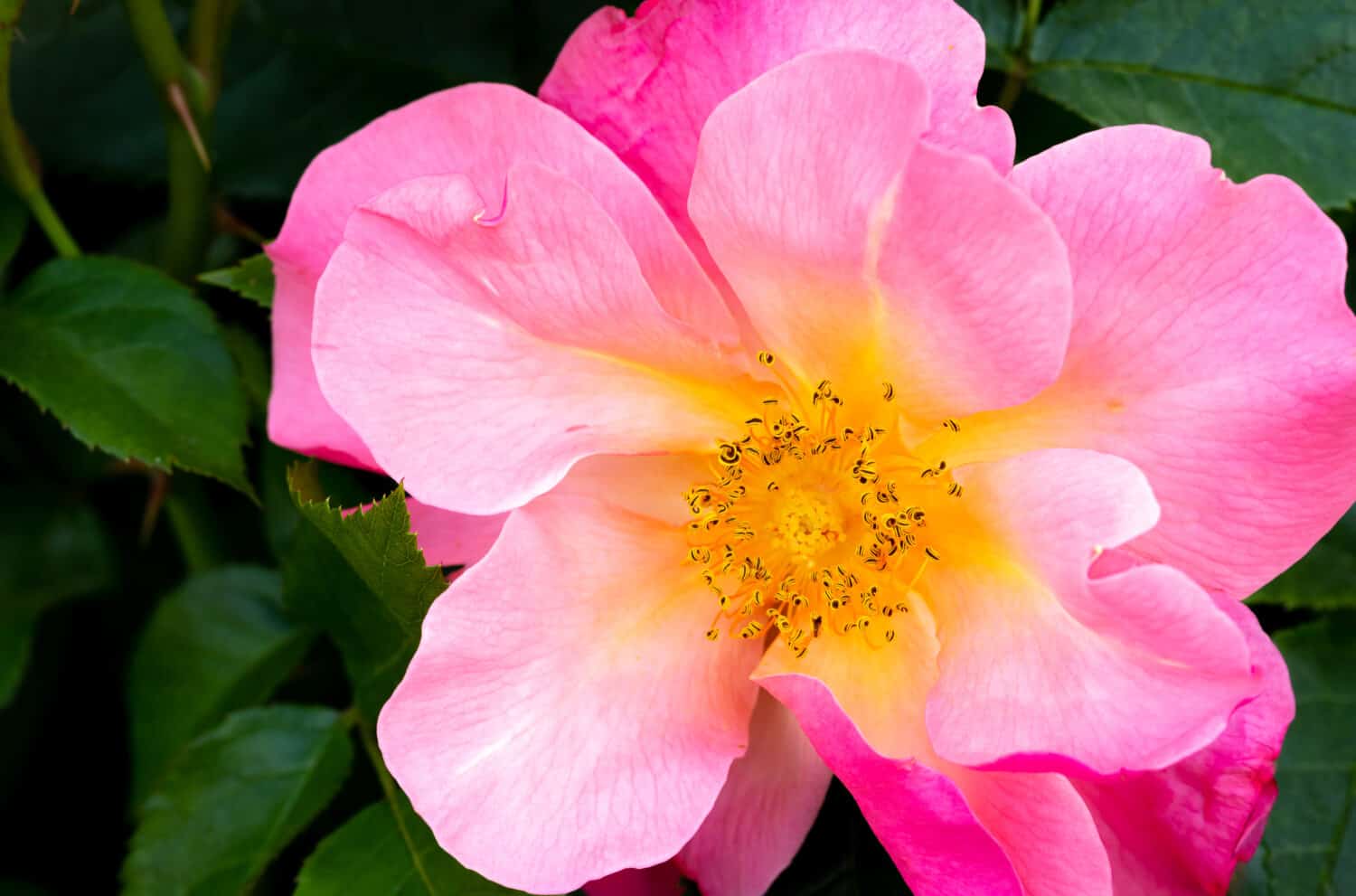 Close-up of bright pink and yellow All the Rage hybrid shrub rose in selective focus outdoors in garden with green leaves in background