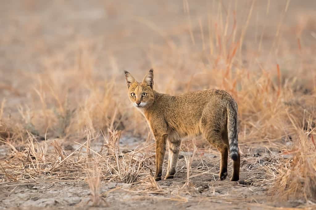 A Jungle Cat (Felis chaus) Standing in desert habitat, Gujarat, India