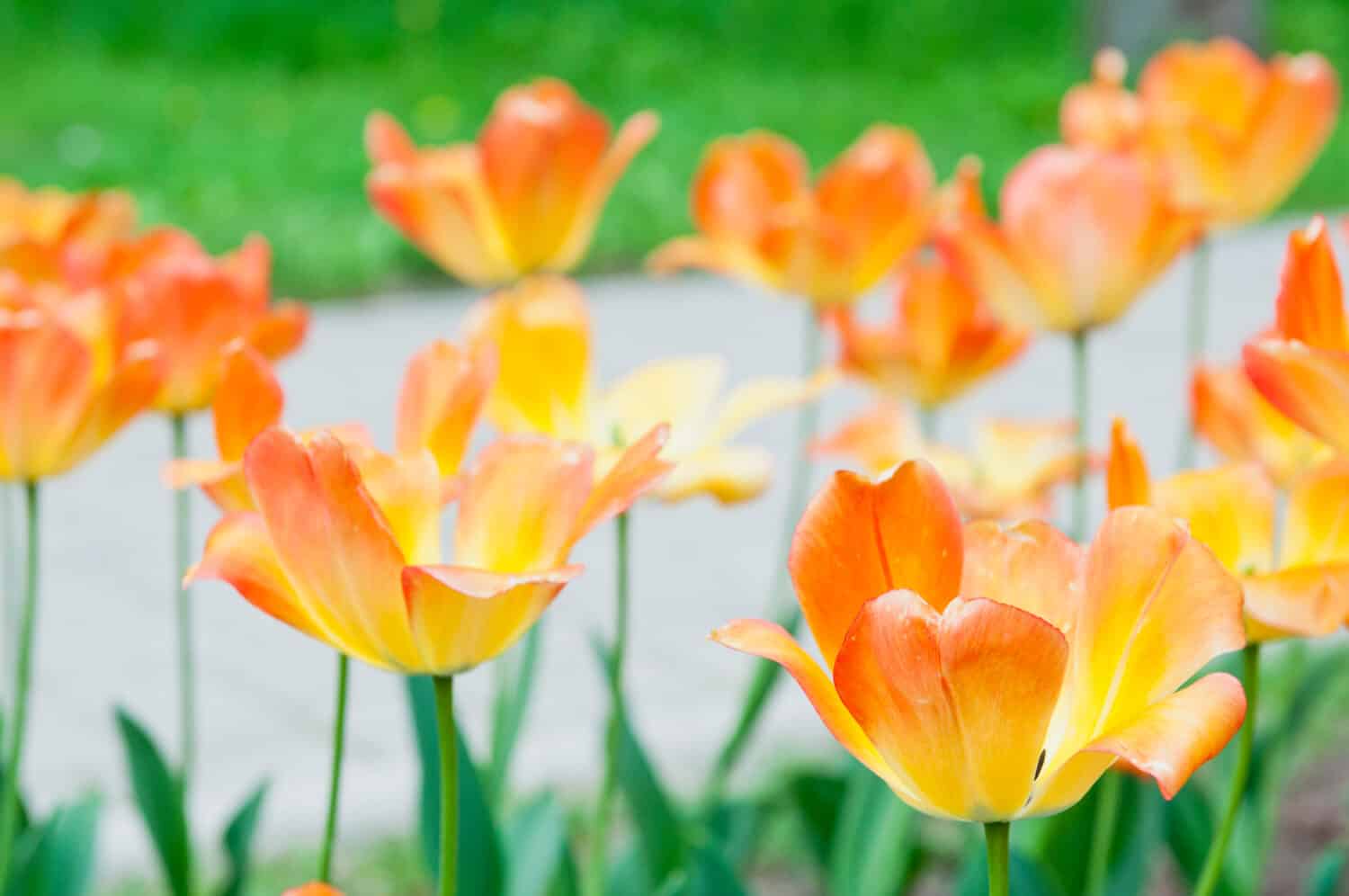 A many early Tulip Hybrids – Daydream, has yellow petals that change to orange at fringed edges. Blooming yellow and orange tulips on blurred background. Beautiful flowers as floral natural backdrop.