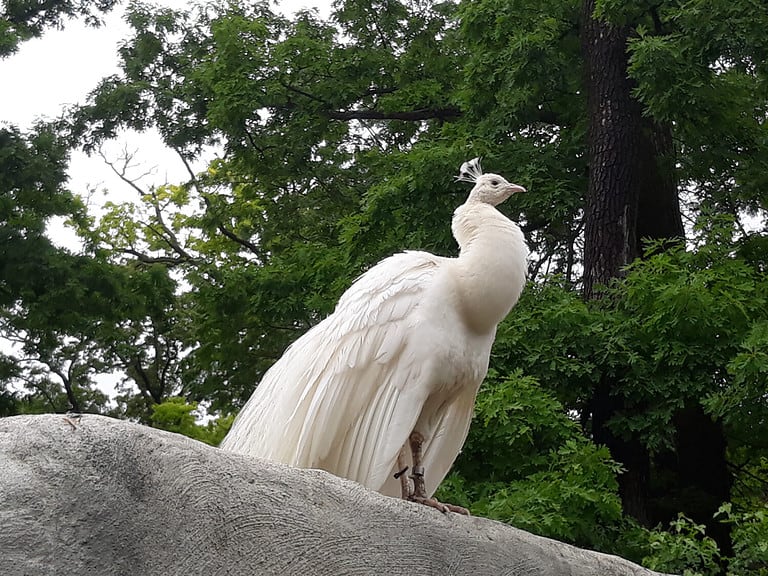 An albino peacock perches on a wall in Potters park zoo