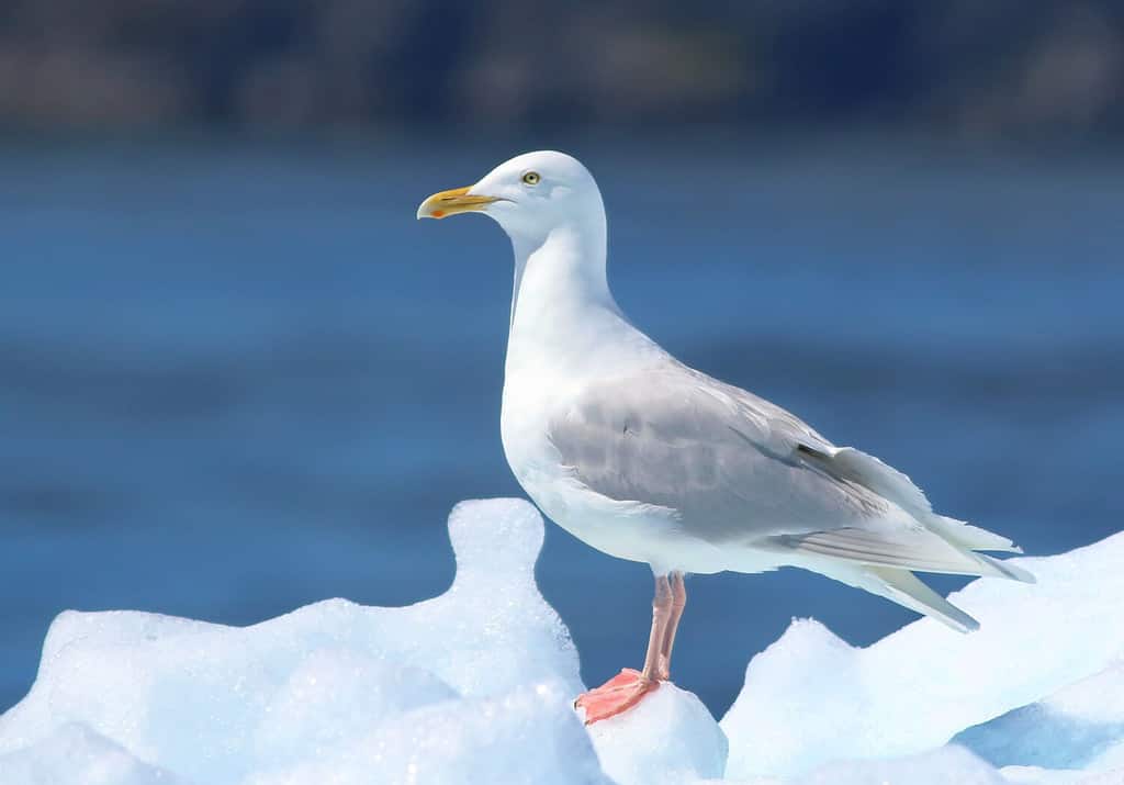 Glaucous Gull, Larus hyperboreus, bird of Greenland