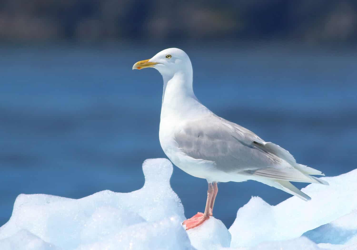 Glaucous Gull, Larus hyperboreus, bird of Greenland 