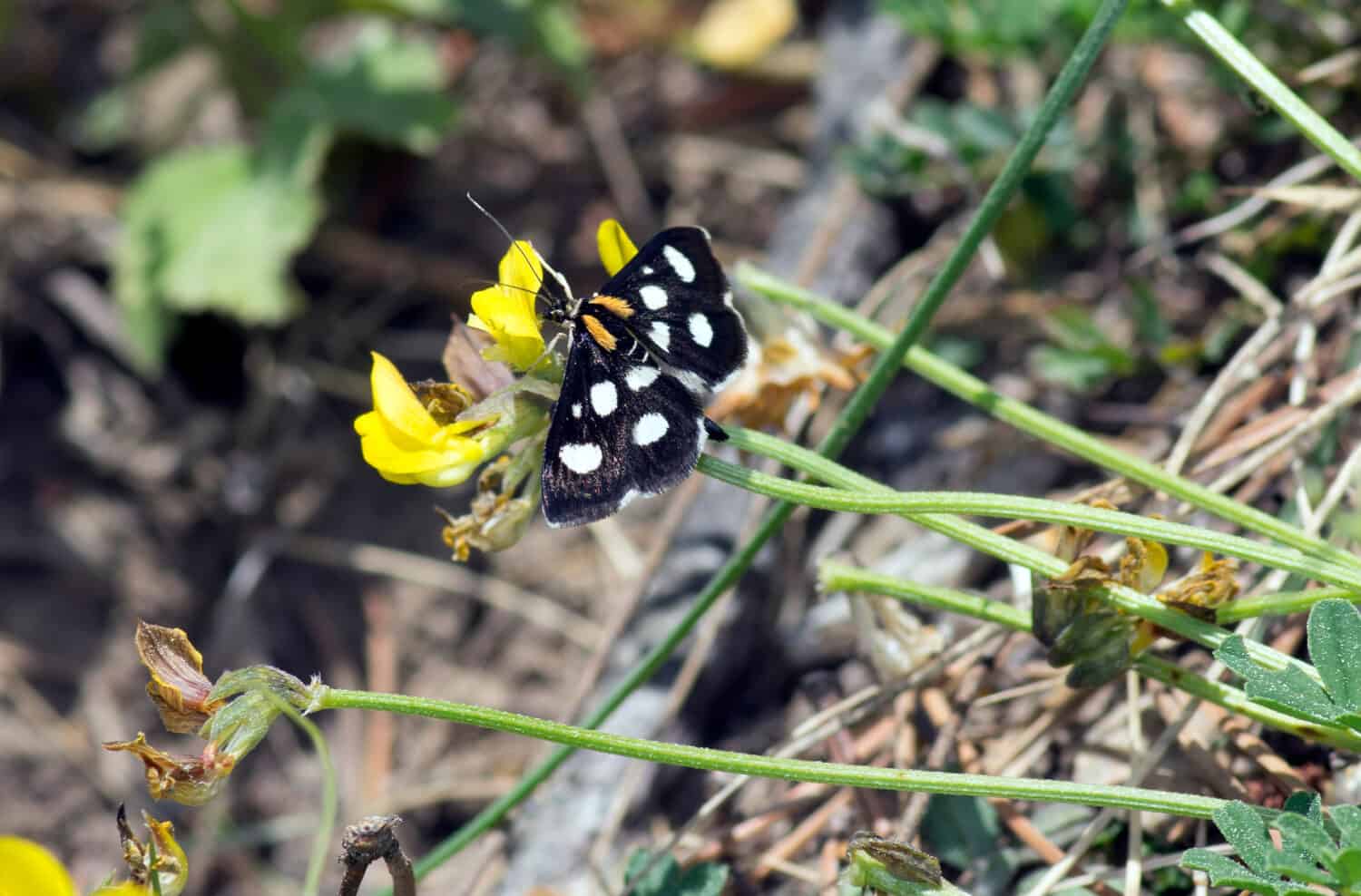 White-spotted Sable Moth (Anania funebris)