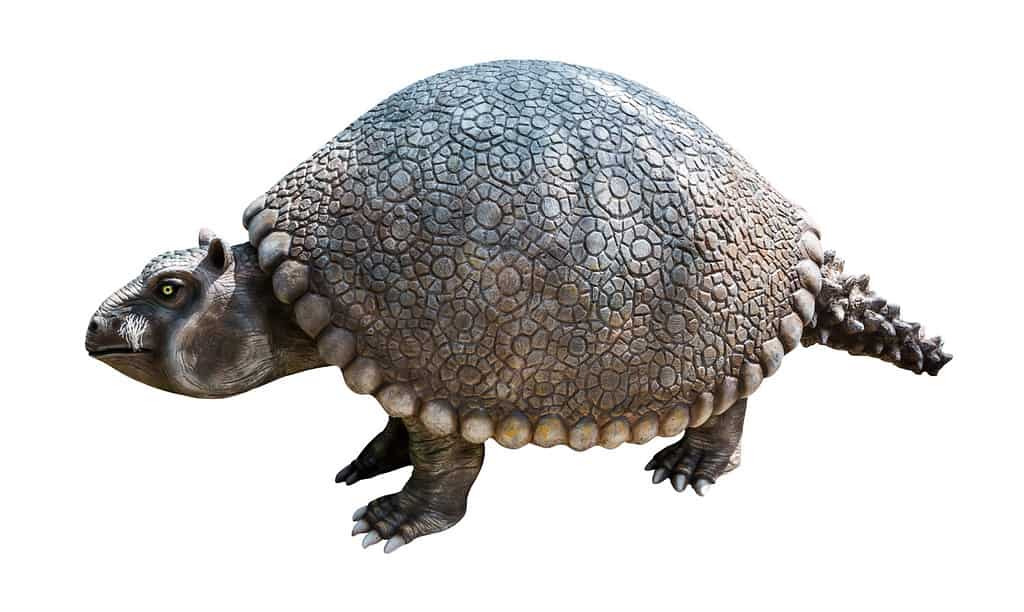 Glyptodon was genus of large, heavily armored mammals of the subfamily Glyptodontinae, relatives of armadillos, that lived during the Pleistocene epoch, isolated on white background with clipping path