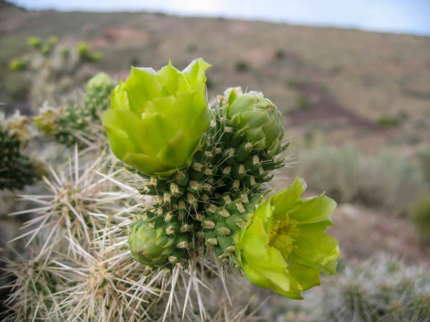 Blooming Whipple cholla in the Nevada desert during June, 2009.