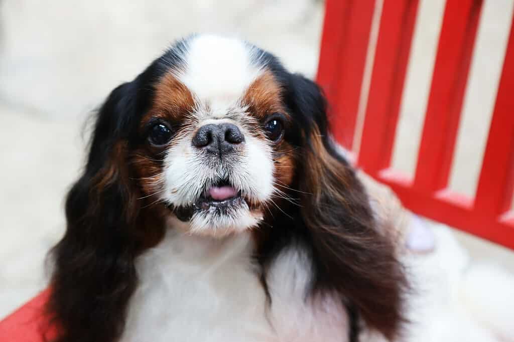 Tri color English Toy Spaniel sit on the red chair.