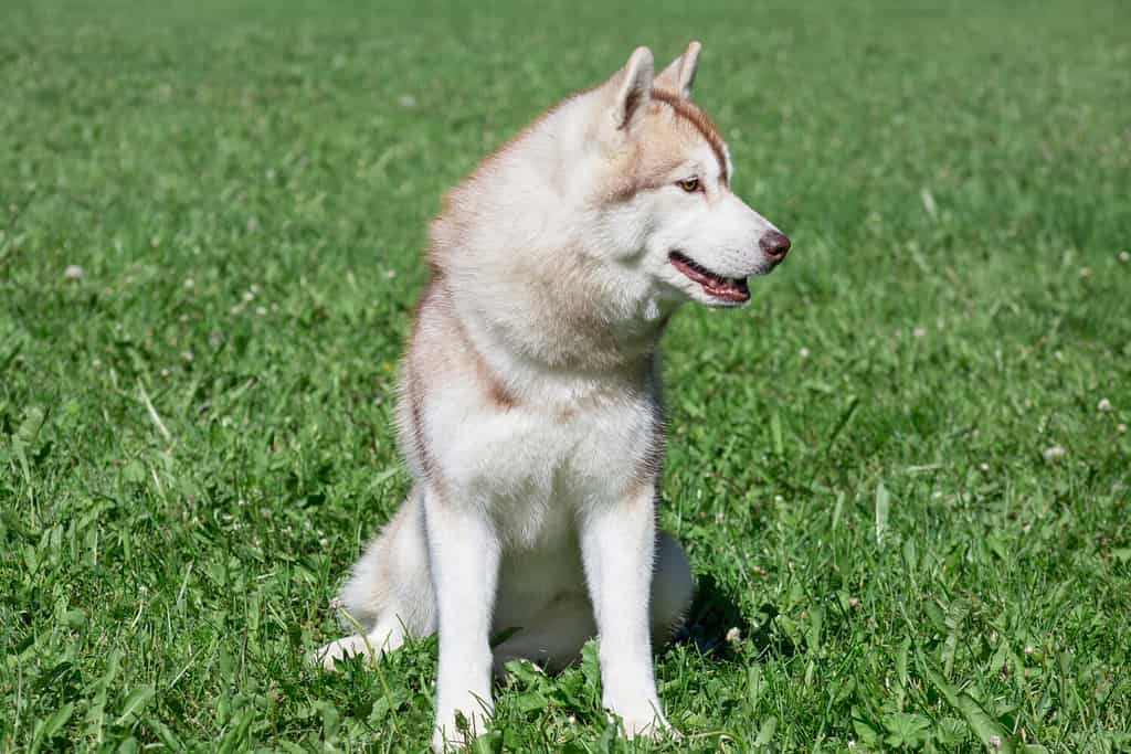 A Sable Siberian husky puppy seated on the grass. 