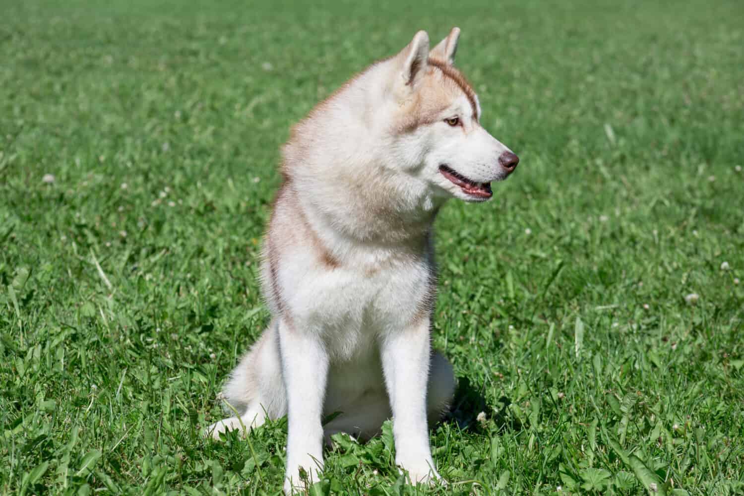 Sable siberian husky puppy is sitting on a green meadow. Pet animals.