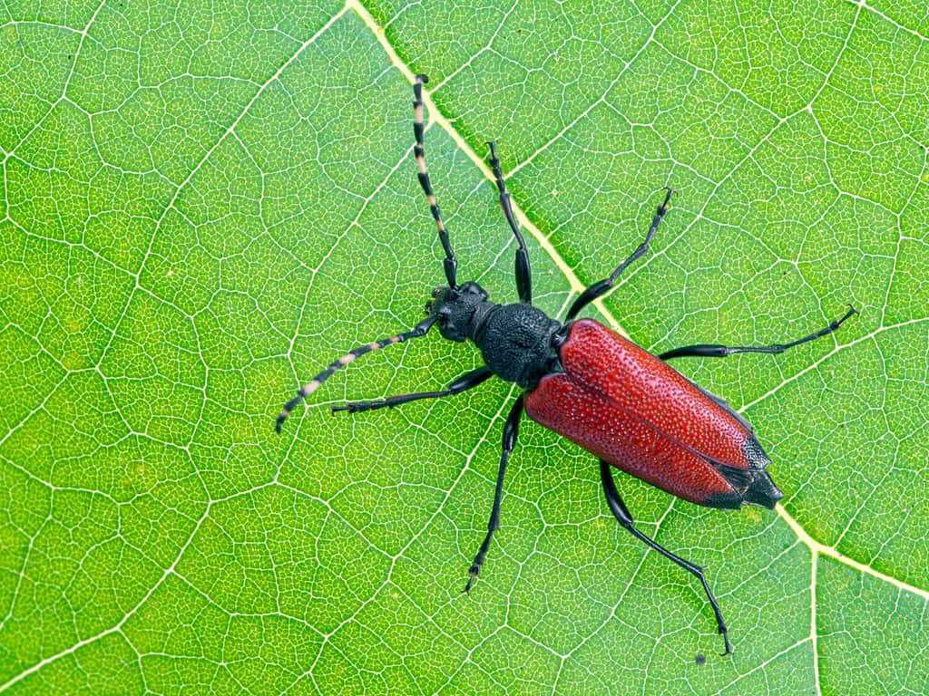 Red-shouldered Pine Borer beetle, Stictoleptura canadensis, on green leaf, from above